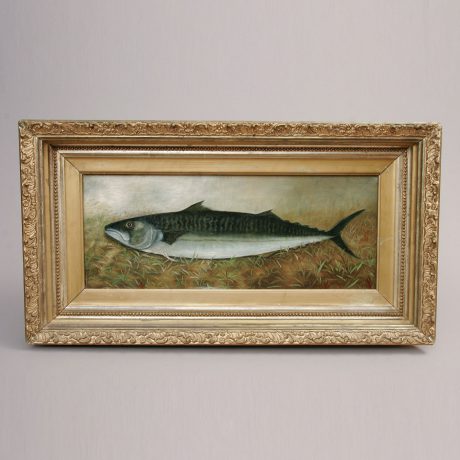 Portrait of a Mackeral