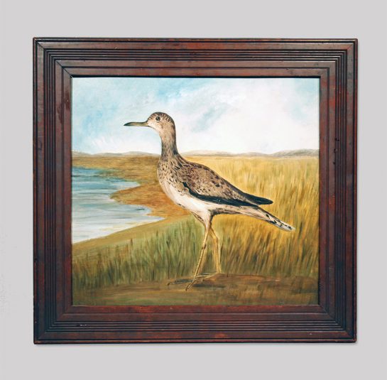 Willet in Beach Grass