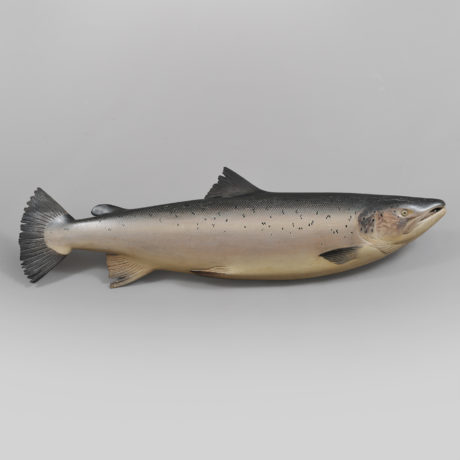 Atlantic Salmon