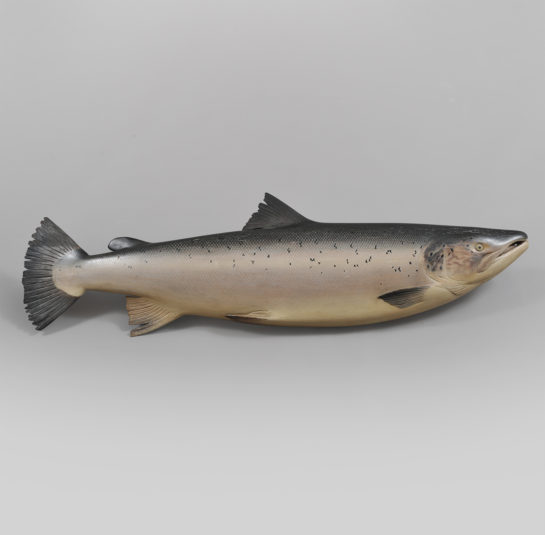 Atlantic Salmon