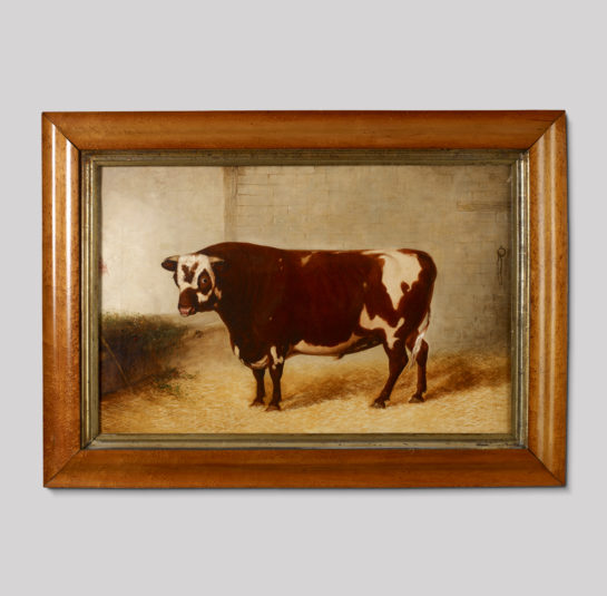 Portrait of a Bull