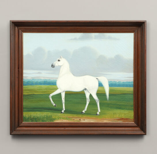 Portrait of a White Horse