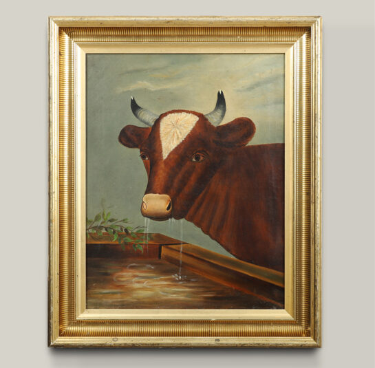 Portrait of a Cow at a Trough